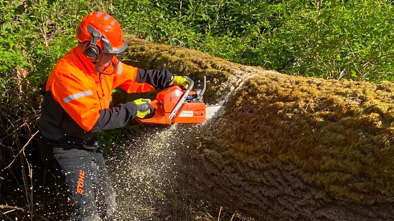 Cross-cut felled trees using a chainsaw in a production situation