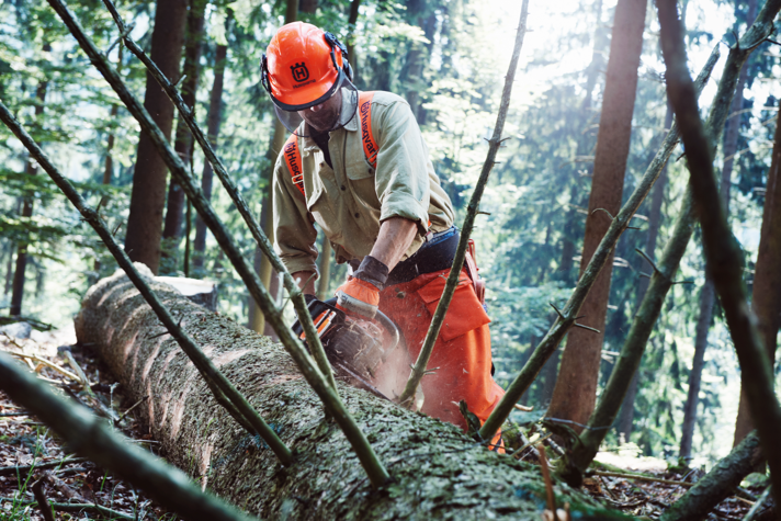 Debranch felled trees using a chainsaw in a production situation